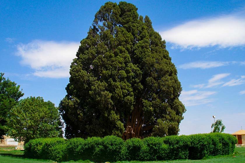 سرو ابرکوه