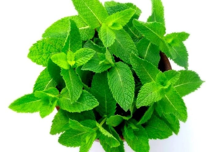 پونه کوهی