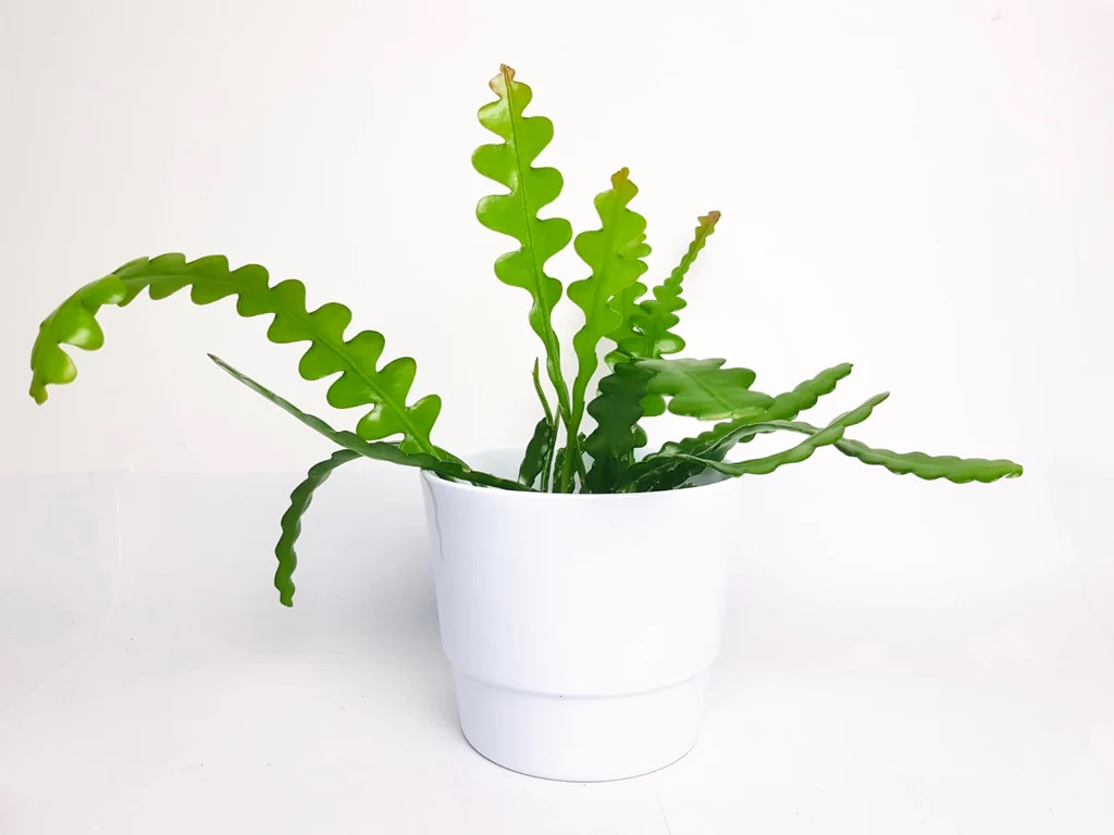  کاکتوس تیغ ماهی