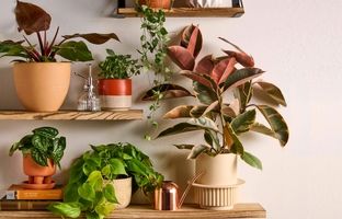 خوشرنگ ترین گیاهان آپارتمانی برای شاد کردن محیط خانه