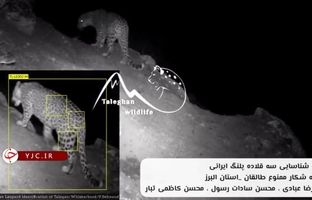 پرسه‌زدن پلنگ‌ها در ارتفاعات البرز + ویدئو