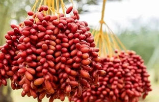
خرمای قرمز چه خواصی دارد؟
