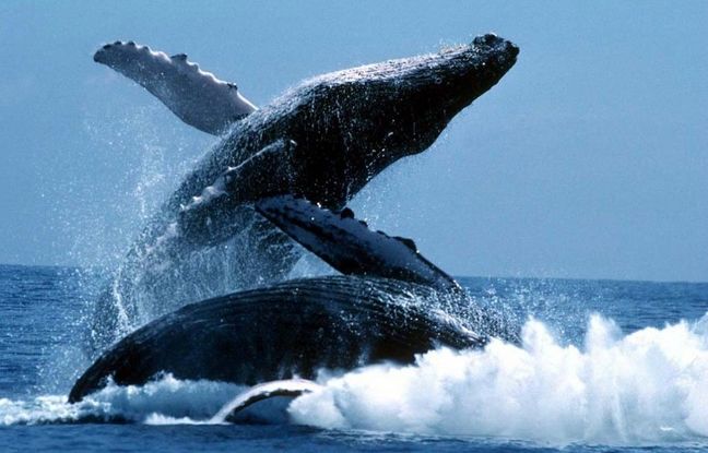 
رازی که باید بدانید؛ دلیل پریدن نهنگ‌ها از آب چیست؟
