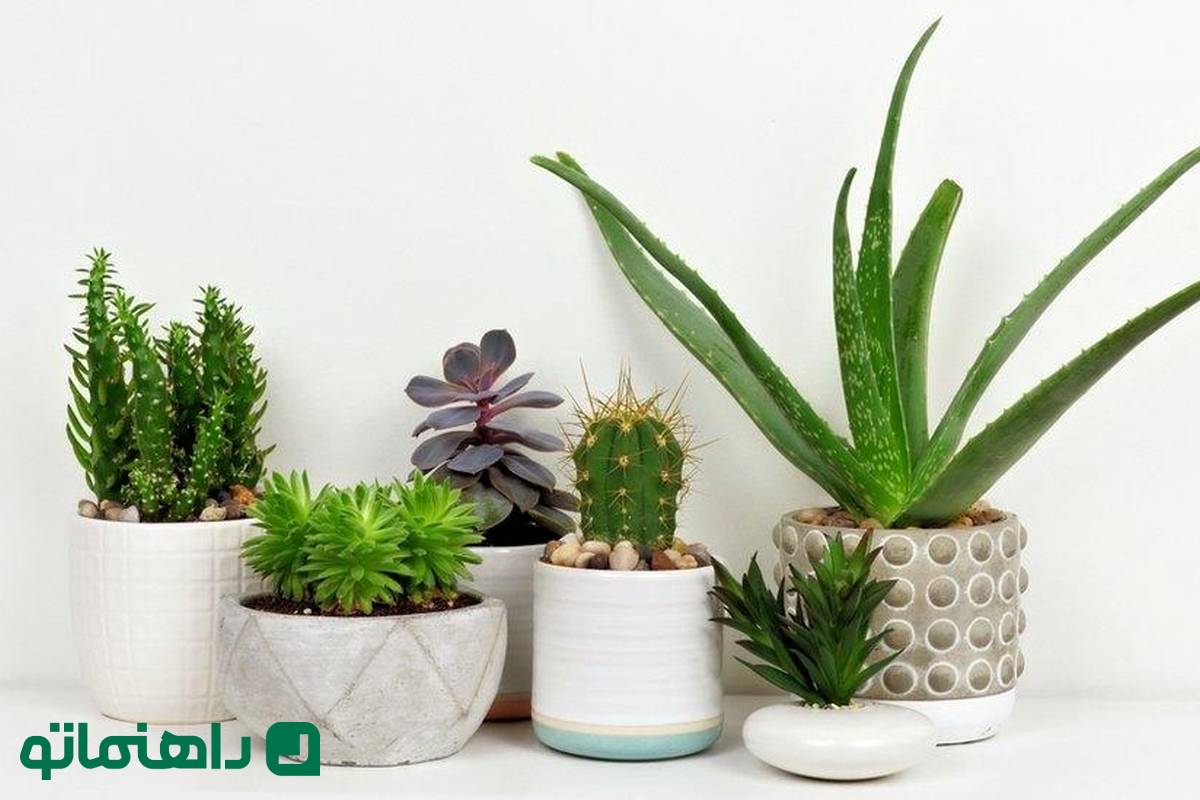 دفع انرژیهای منفی؛ امسال حتما این 3 گیاه رو بزار تو خونهت