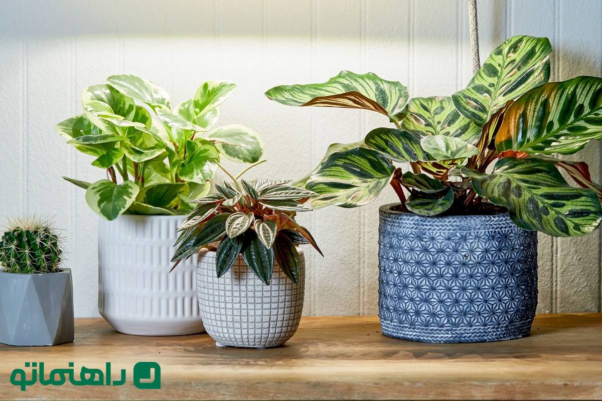 بهترین گیاهان آپارتمانی برای خانههای کوچک و نقلی