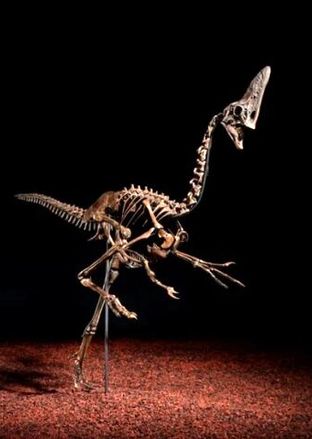  حراج اسکلت نادر یک دایناسور 