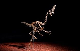  حراج اسکلت نادر یک دایناسور 