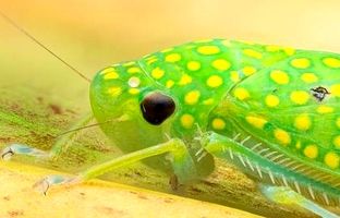 عکاسی از یک شاهکار طبیعت؛ زنجره‌ ای با نقش و نگار فراتر از تصور