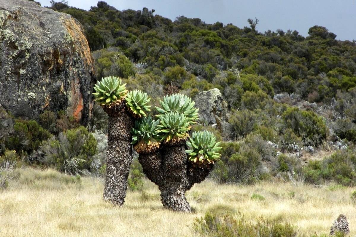 درختچۀ غول‌پیکری که فقط در اطراف یک آتشفشان در آفریقا رشد می‌کند 