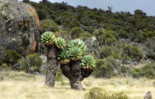 درختچۀ غول‌پیکری که فقط در اطراف یک آتشفشان در آفریقا رشد می‌کند 