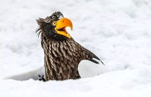 تصاویر برگزیده مسابقه عکاسی کمدی حیات‌وحش 2025 نیکون مشخص شدند 