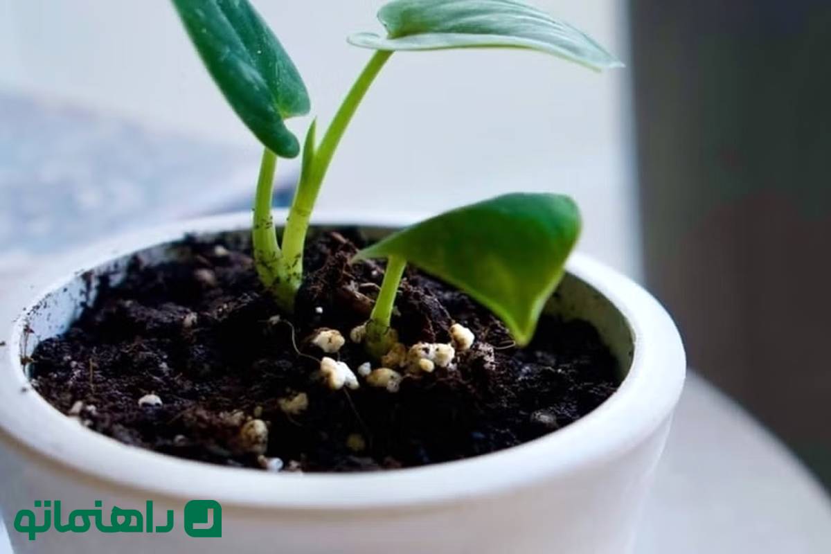 چرا خاک گلدان کپک می زد؟ +راه حل