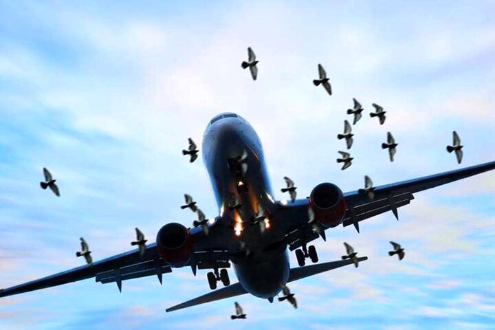 لحظه برخورد یک پرنده با هواپیمای بوئینگ ۷۳۷ در ایران/ باقیمانده ضربه روی شیشه هواپیما + ویدئو