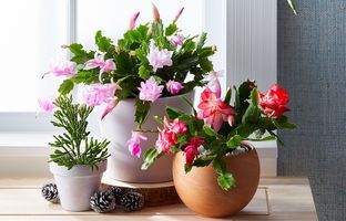 ۶ کاکتوس شیک که دکور منزلتان را متحول می‌کنند