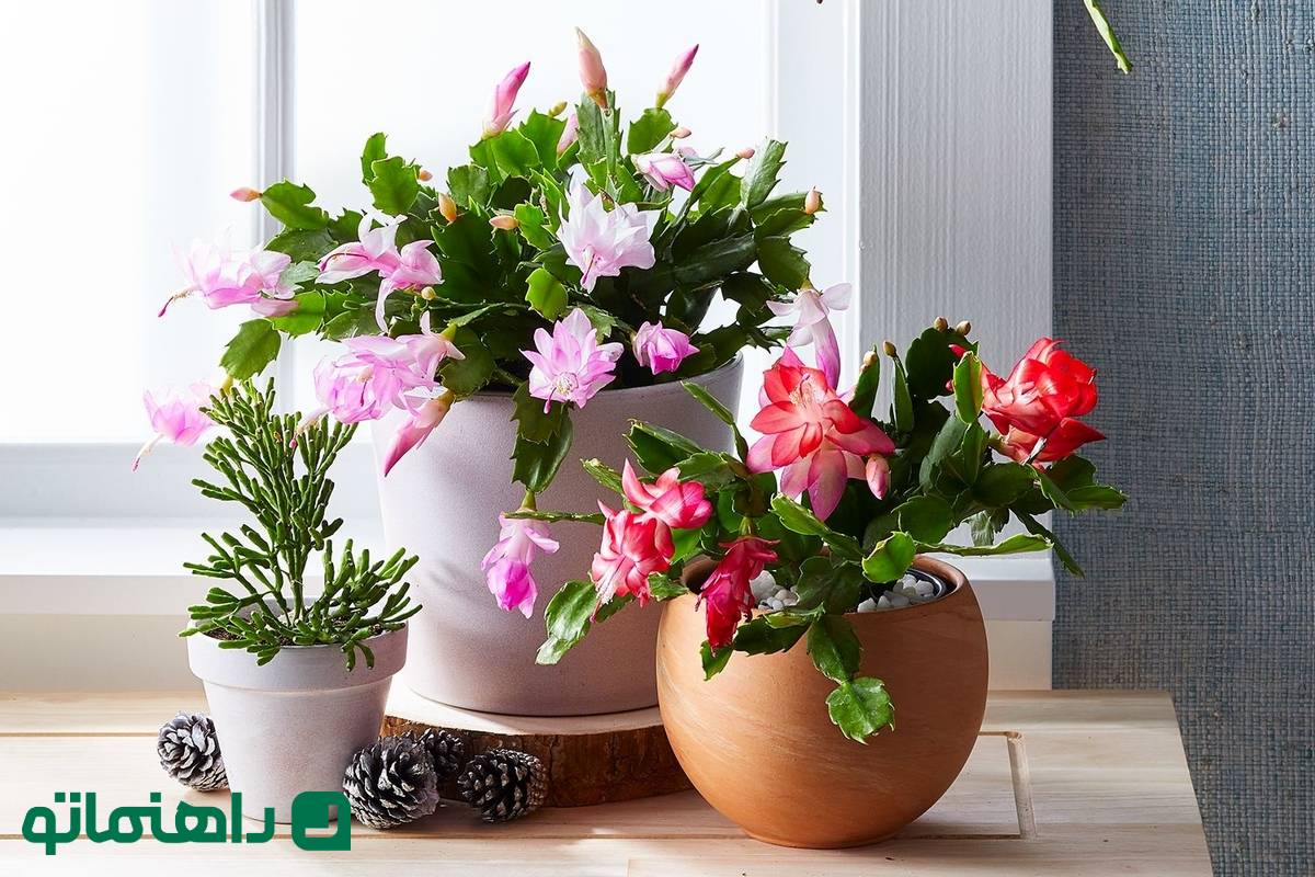 ۶ کاکتوس شیک که دکور منزلتان را متحول میکنند