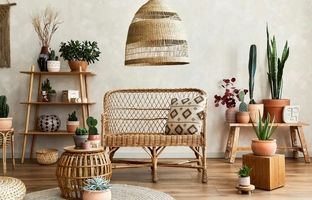 زیباترین گیاهان جهان برای دکوراسیون بوهو در خانه