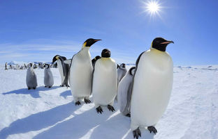 آیا مدفوع پنگوئن ها هوا را خنک می کند؟