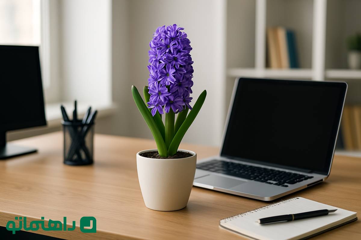 گلهای بهاری ۱۴۰۴: سنبل، شور و انرژی را به اتاق کارت میآورد