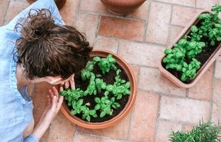 راهنمای کامل نگهداری از ریحان در گلدان برای زمستان + فواید ریحان