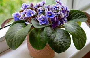 زیباترین گیاهان آپارتمانی کوچک که هر گوشه‌ای جا می‌شوند