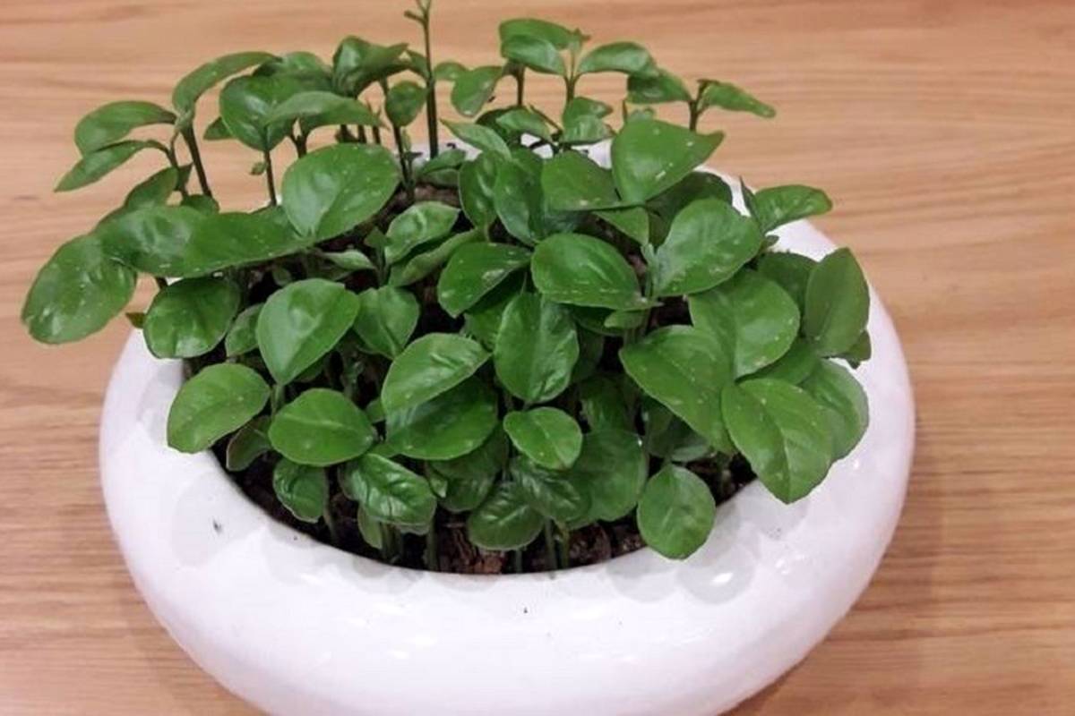 راهنمای سفره هفت سین ۱۴۰۴: فوت و فن کاشت سبزه نارنج
