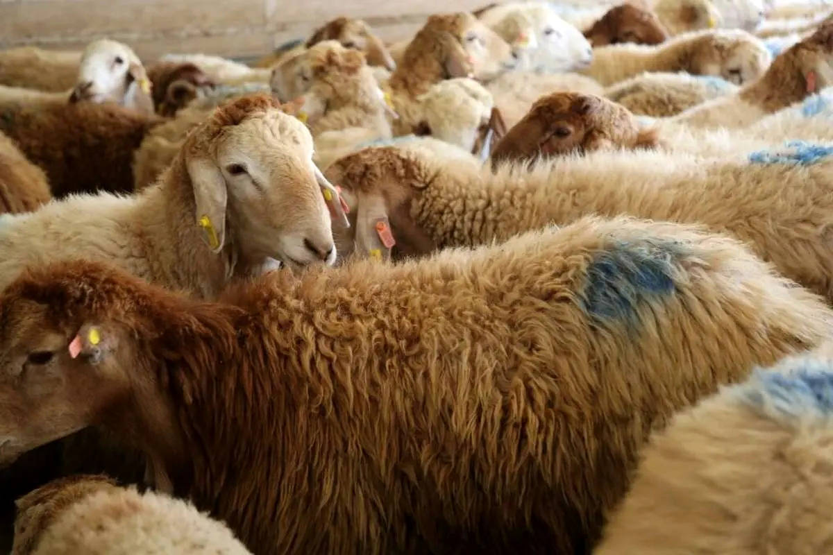  قیمت دام زنده امروز ۱۰ خرداد ۱۴۰۴؛ بازار روند نزولی گرفت؟ 