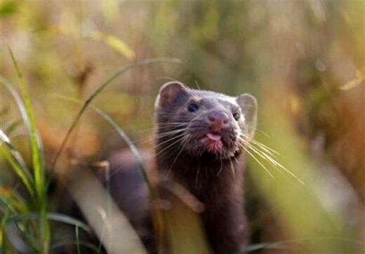 (ویدئو) گشت‌گذار راسوها روی دیوار در سرپل‌ذهاب