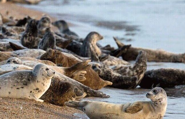 کشف ۲ لاشه فوک خزری در سواحل بابلسر و عباس‌آباد؛ شمار موارد تلف شده به ۲۸ قلاده رسید