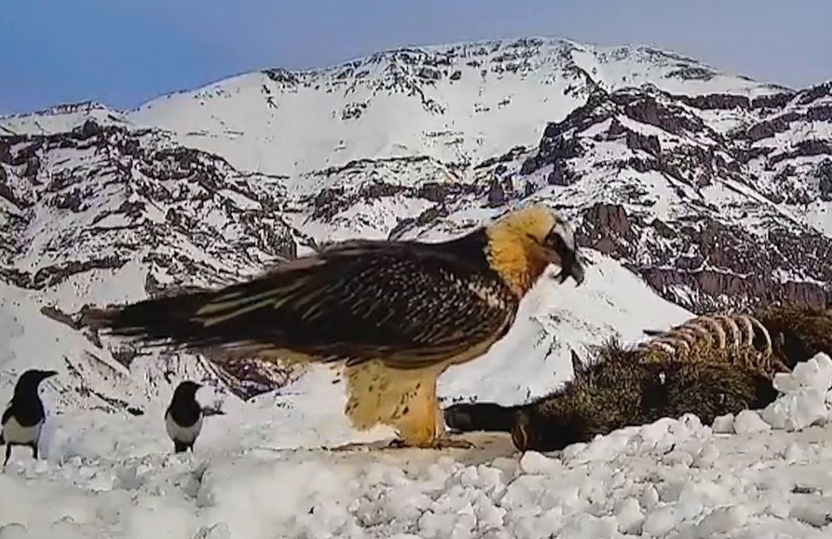 غذا دادن همای سعادت به جوجه‌اش در ارتفاعات طالقان+ ویدئو