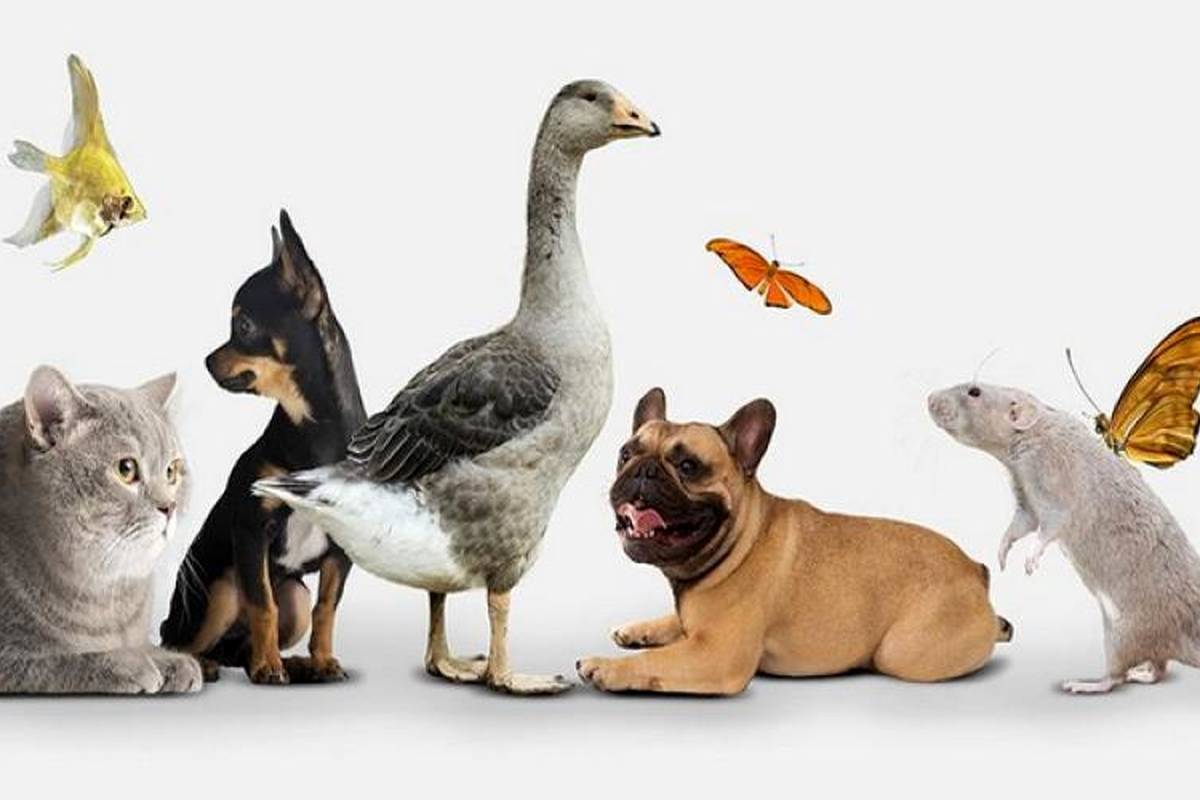 حیوانات خانگی محبوب تهرانی‌ها