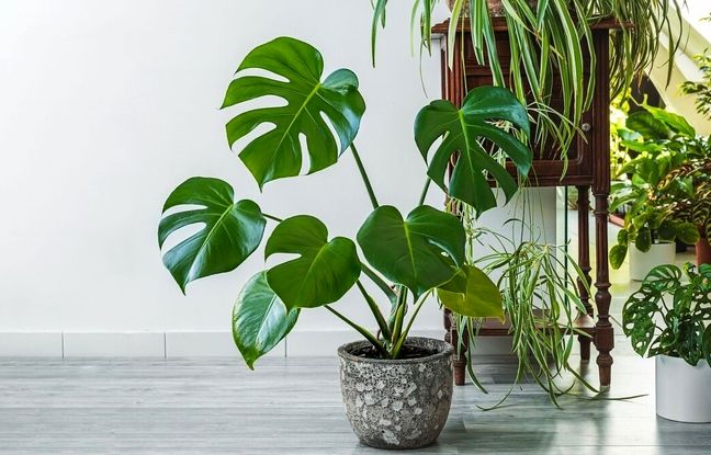 اگر از استرس و بی‌خوابی خسته شده‌اید، این گیاهان را در خانه نگه دارید!