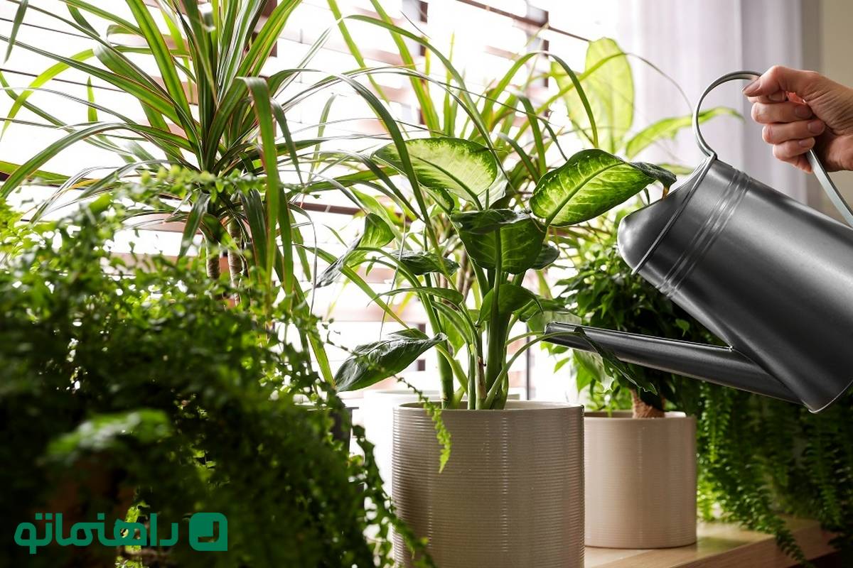 ۷ کود طبیعی خانگی که گیاهان آپارتمانی‌ را سرحال می‌کند + طرز تهیه

