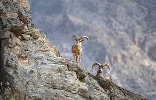 تصاویری زیبا از گله بز وحشی در ارتفاعات استان قزوین + ویدئو