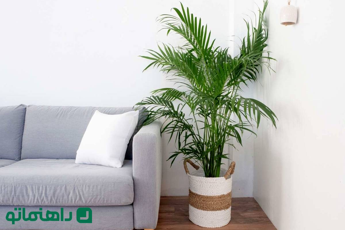 ۸ درختچه زینتی آپارتمانی برای خلق فضایی لوکس در پذیرایی