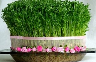 بهترین روش تهیه سبزه عید با عدس و فوت و فن‌های آن + ویدئو