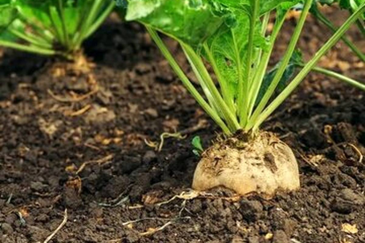 خواص بینظیر این سبزی برای کاهش فشار خون