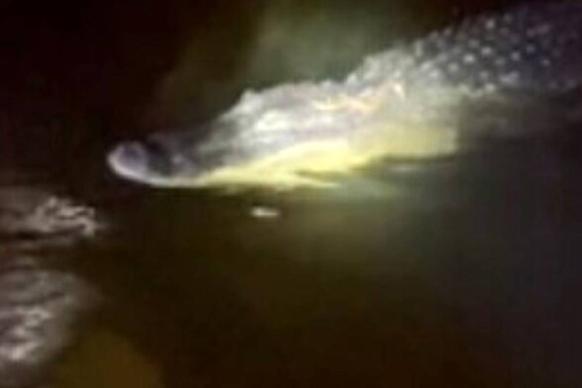 عکسی عجیب از کولی گرفتن مار از تمساح که خبرساز شد