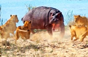 نبرد نفس‌گیر اسب آبی با 5 شیر ماده! +ویدئو