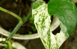 چرا برگ‌های پوتوس سوراخ می‌شود؟ + ۷ راه حل ساده و موثر