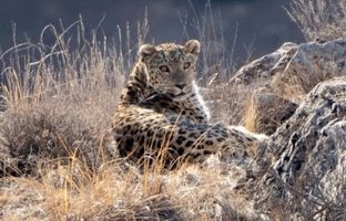 پنهانکاری پلنگ ایرانی با دیدن عکاس + ویدئو