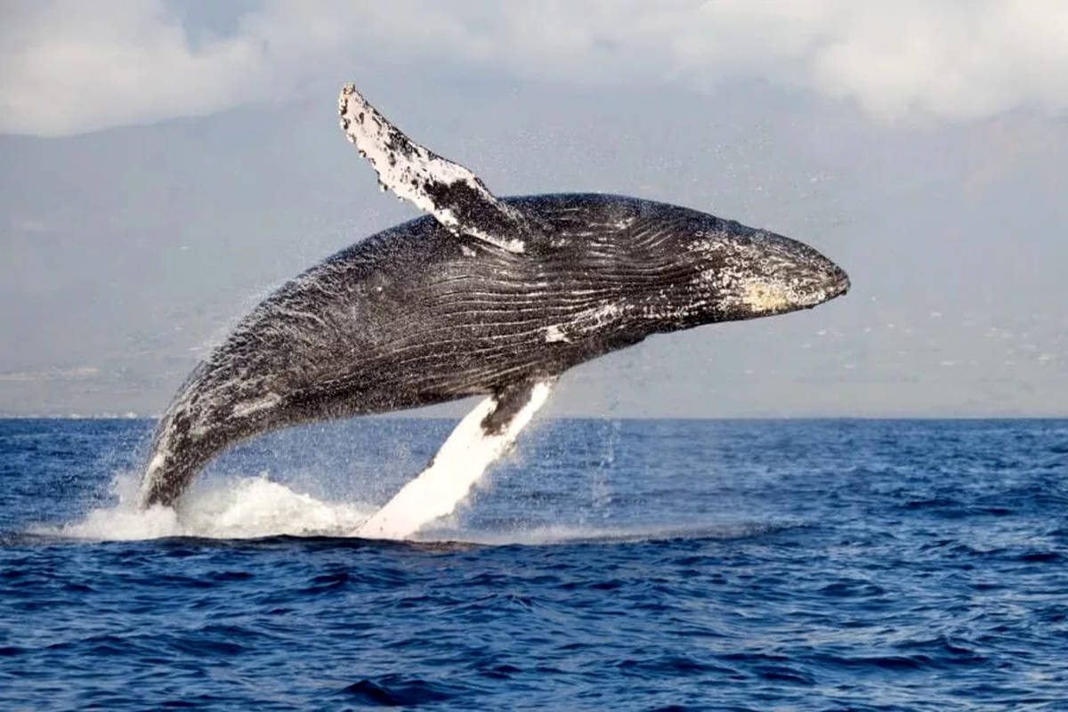 محققان: نهنگهای گوژپشت با ایجاد حبابهایی در آب میخواهند با انسان ارتباط برقرار کنند