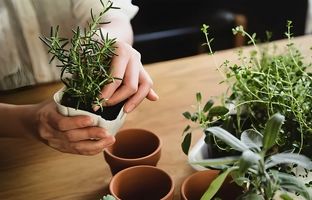 راهنمای کامل نگهداری از رزماری در گلدان برای زمستان + فواید رزماری