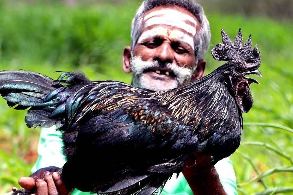 کاداکنات؛ مرغی با گوشت سیاه که ۱۵۰ میلیون تومان میارزد! + تصاویر