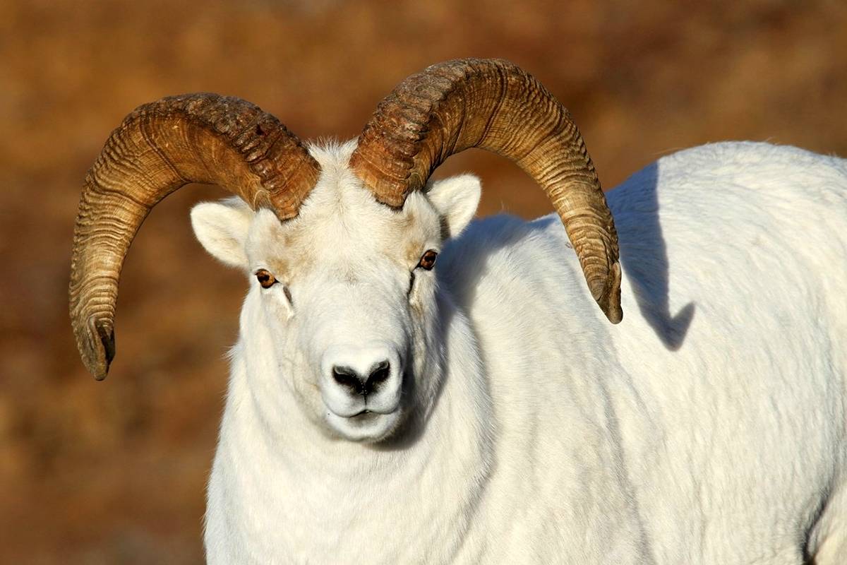 8سفید زیبای وحشی که نگاه خیرهتان را جذب میکنند
