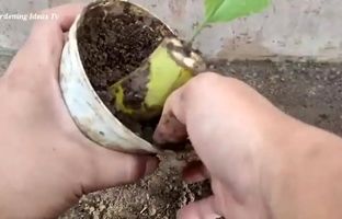 به این روش ساده با یک موز کوچک در منزل درختچه موز پرورش دهید! + ویدئو