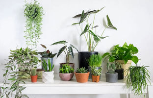 بادوام ترین گیاهان آپارتمانی ؛ دوستان سبز و همیشه همراه