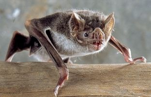 فیلمی متفاوت از خونخواری یک خفاش/ قربانی متوجه هیچ چیز نمی شود! + ویدئو