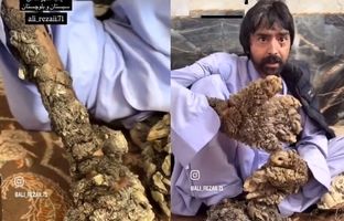 مرد درختی سیستان و بلوچستان را دریابید! + ویدئو