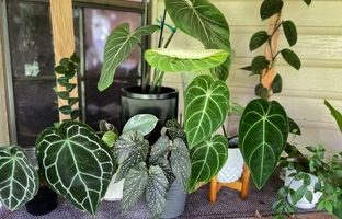  10گیاه آپارتمانی با متفاوت‌ترین و حیرت‌انگیزترین برگها