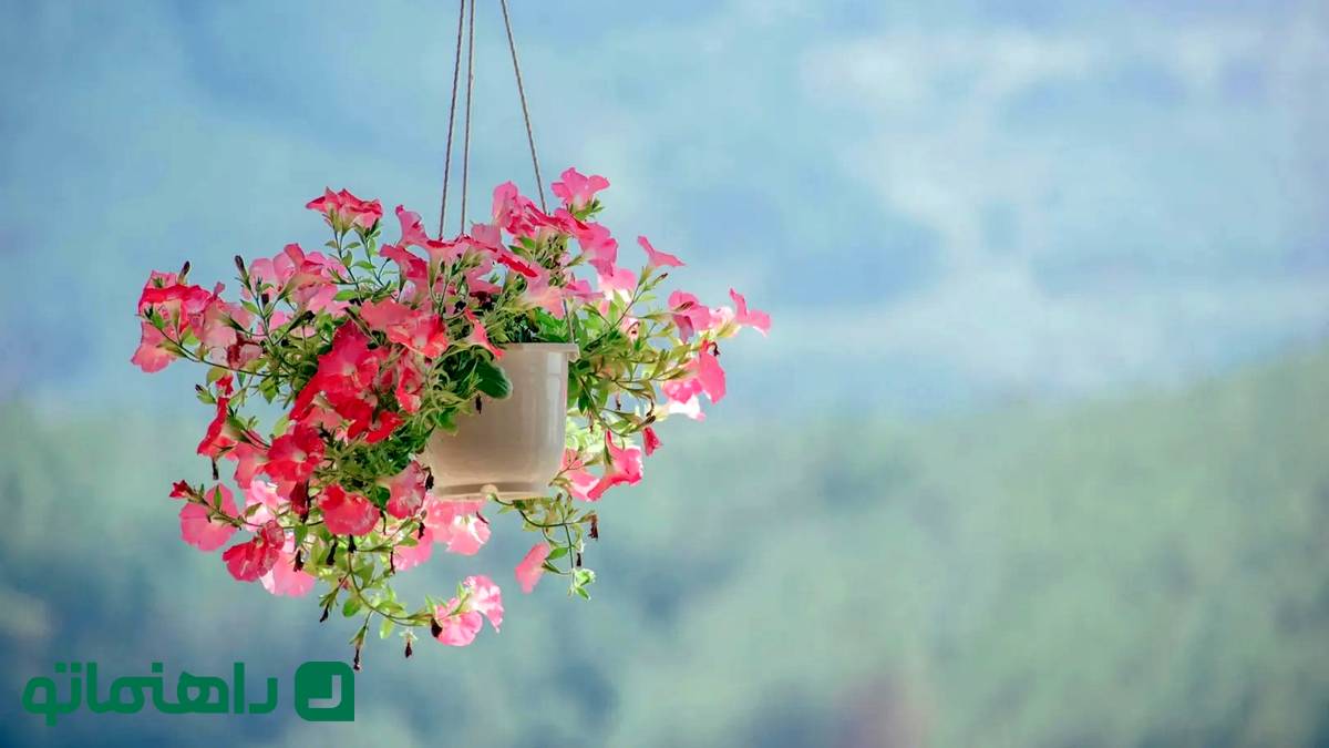 دکوراسیون سبز: 8 گل زمستانی که خانه‌تان را گرم می‌کنند